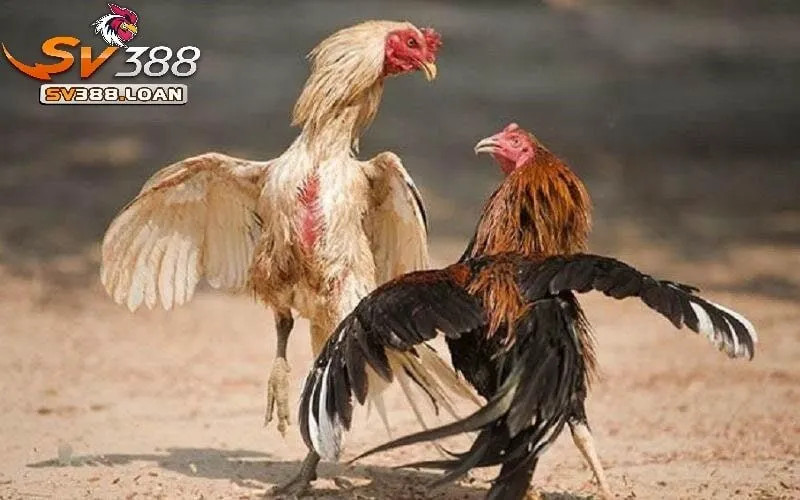 ga da hau kieng sv388 2