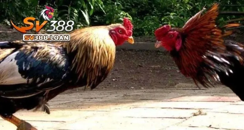 da ga cua sat sv388 1